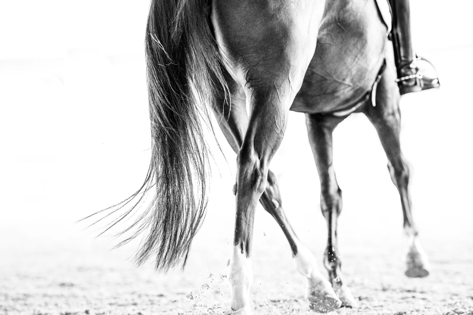 Sport horse imaging context