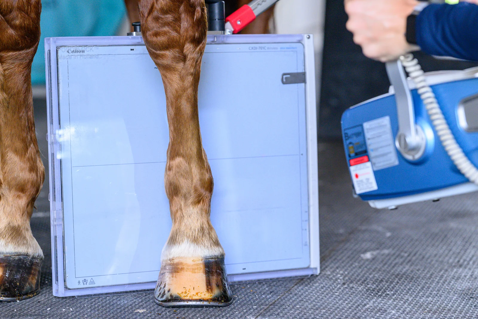 Equine radiograph imaging